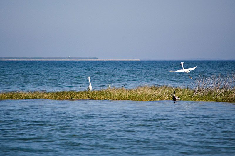 Birds flying over the Chesapeake Bay